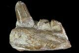 Dimetrodon Jaw Section With Tooth - Texas #79463-1